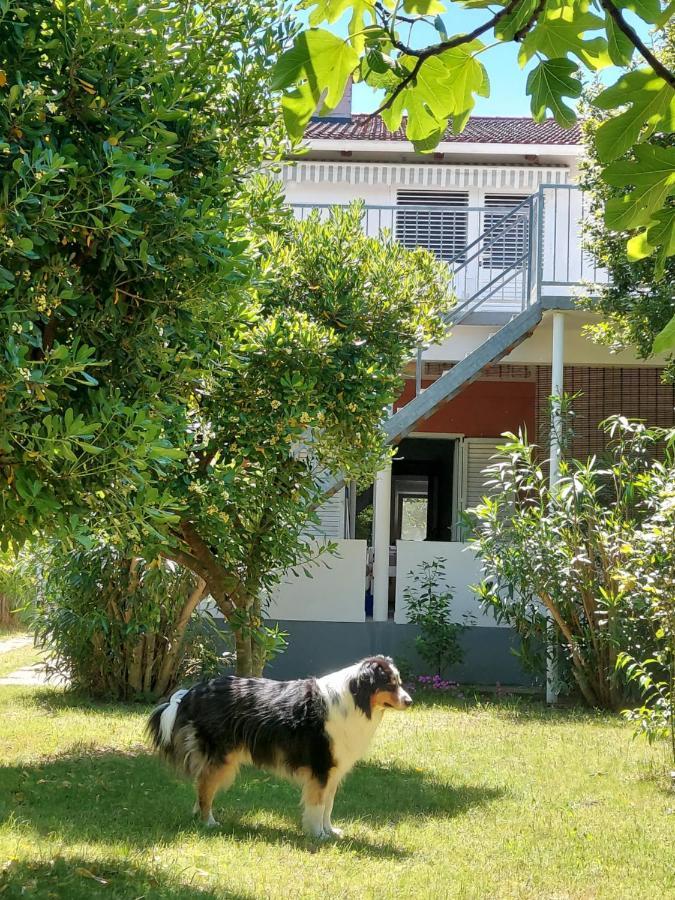 Ferienwohnung .....und der Hund darf mit Privlaka  Exterior foto